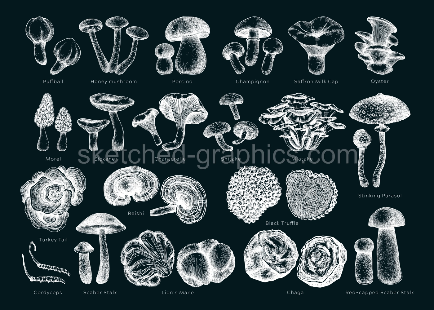 Edible mushrooms vector illustrations collection. Hand drawn food drawings. Forest plants sketches on chalkboard. Perfect for recipe, menu, icon, packaging, Vintage mushrooms outlines. Botanical set. Illustration